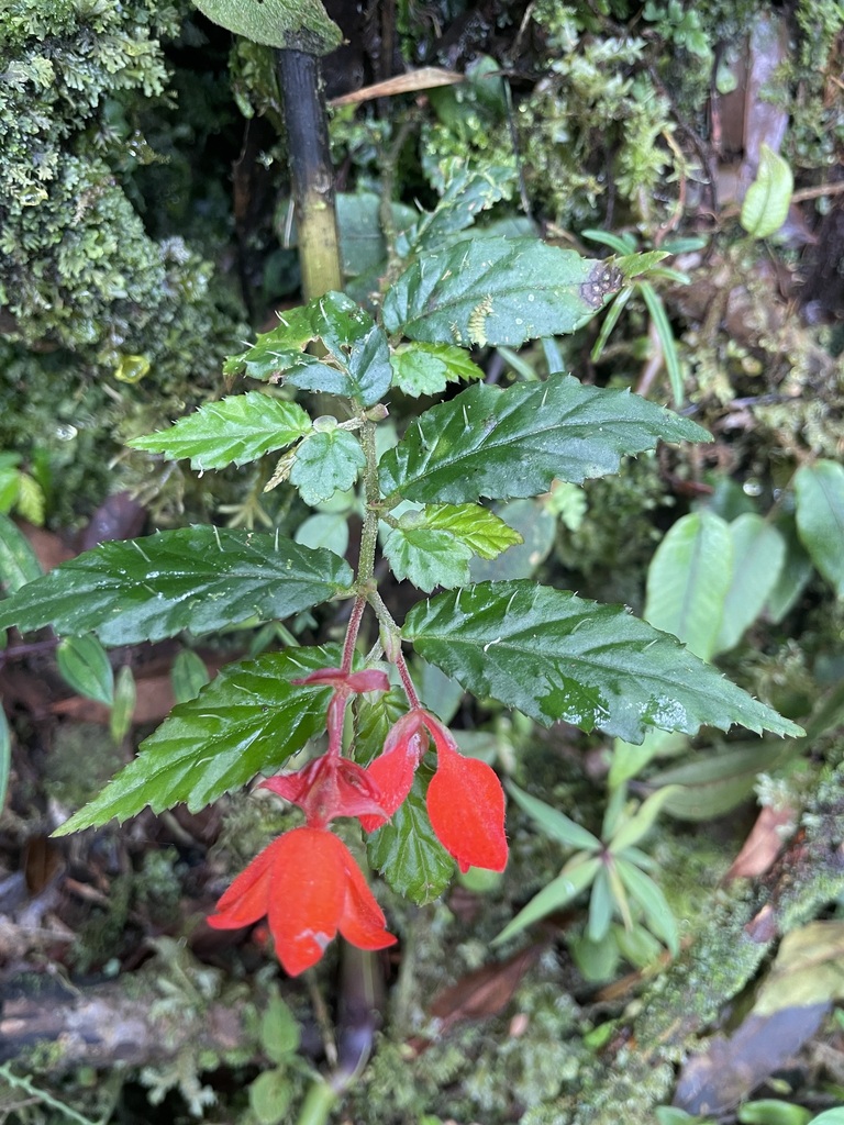 Begonia tetrandra