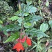 Begonia tetrandra - Photo (c) Jonathan Newman, alguns direitos reservados (CC BY-NC), uploaded by Jonathan Newman
