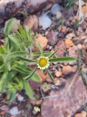 Pallenis spinosa subsp. maroccana image