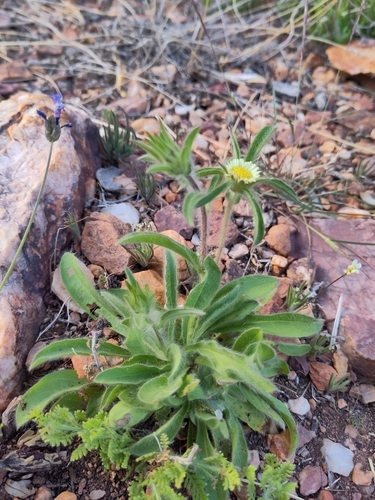 Pallenis spinosa subsp. maroccana image