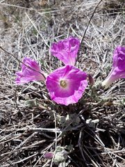 Ipomoea lenis