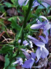 Lobelia apalachicolensis