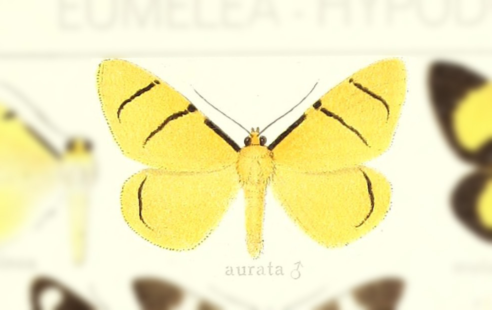Celerena aurata