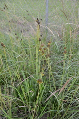 Rudbeckia texana