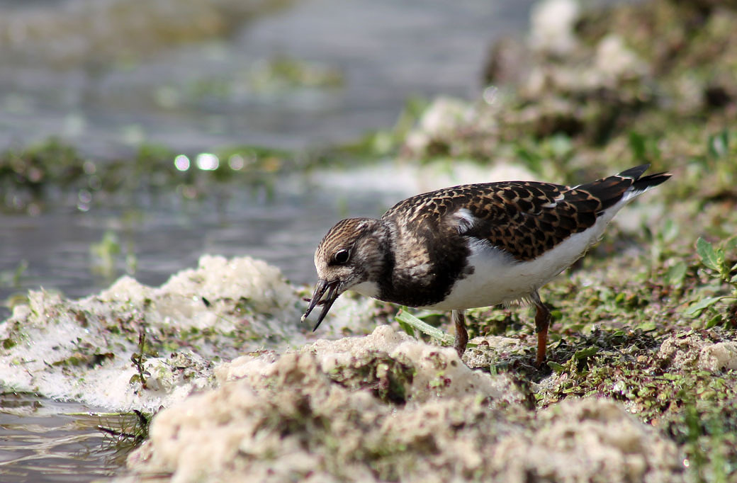 iNaturalist.org. В. Данилова, Ибресинский р-н Чувашия, август 2014