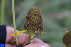 Rudbeckia texana