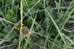 Rudbeckia texana