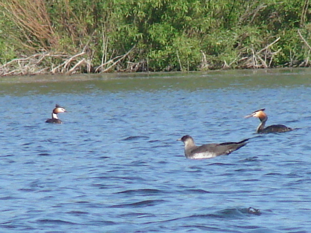 iNaturalist.org. В. Данилова, Ибресинский р-н Чувашия, июнь 2006