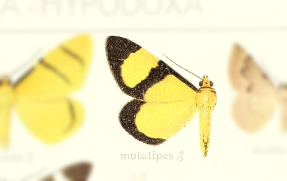 Celerena mutatipes