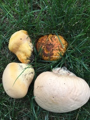 Calvatia rubroflava