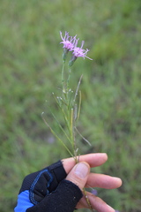 Liatris bracteata
