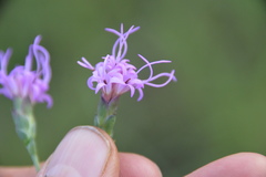 Liatris bracteata