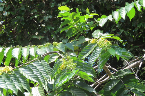 Image of Cananga odorata by (c) Navaneeth Sini George, some rights reserved (CC BY)