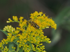 Megacyllene robiniae