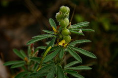 Crotalaria alexandri image