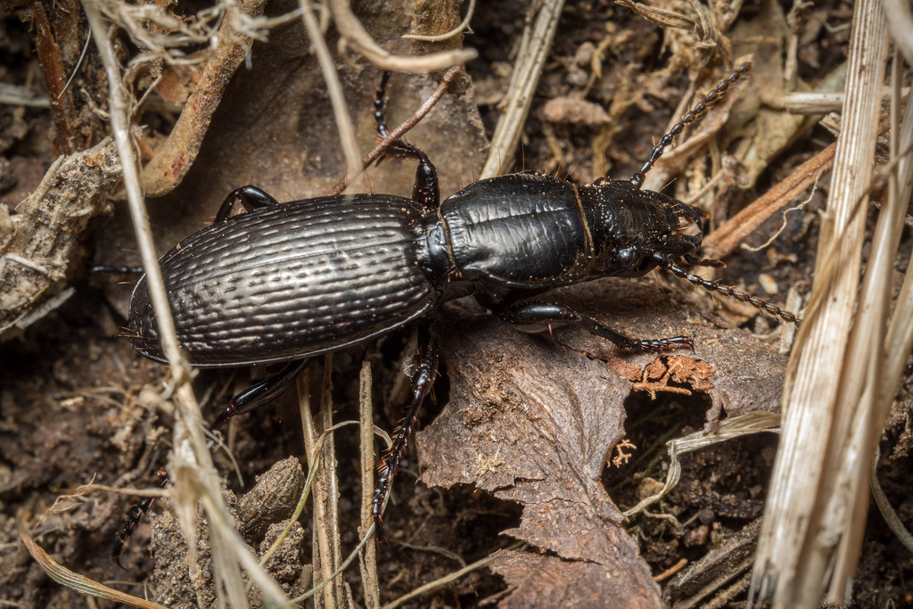 Mecodema longicolle
