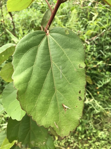 Hibiscus waimeae