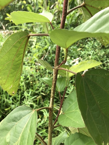Hibiscus waimeae