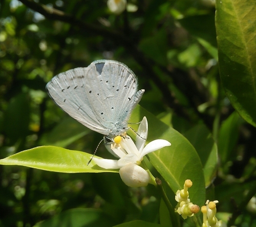 Holly blue
