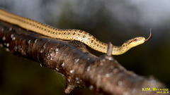 Dione Snake photo 5