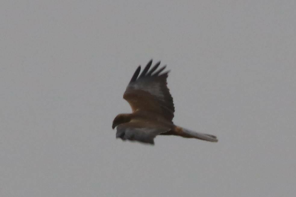 Western Marsh Harrier