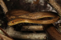 Amazon Coastal House Snake photo 2