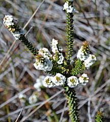 Epacris pauciflora