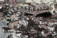 Alagoas Robust Gecko photo 2