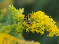 Megacyllene robiniae