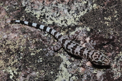 Alagoas Robust Gecko photo 5
