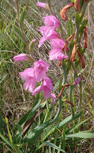 Image of Gladiolus ochroleucus by (c) Henry de Lange, some rights reserved (CC BY)