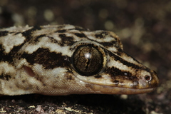 Alagoas Robust Gecko photo 3
