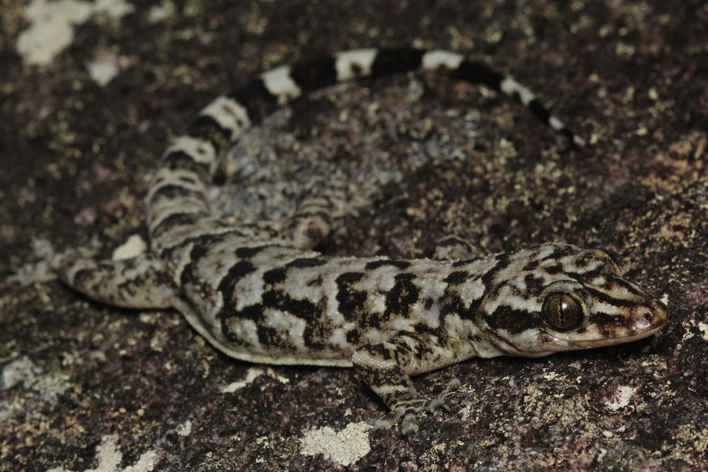 Alagoas Robust Gecko