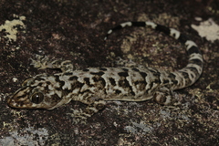 Alagoas Robust Gecko photo 4