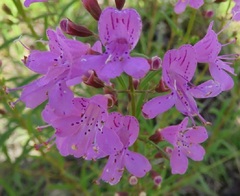 Dicerandra linearifolia