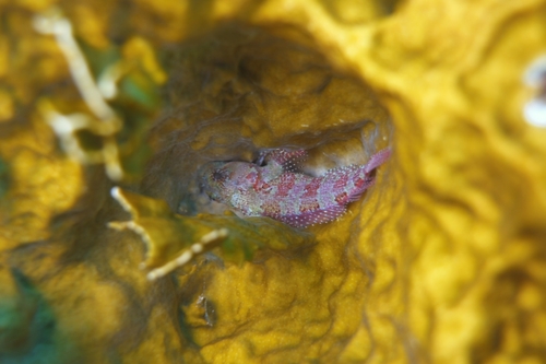 Goggle eye blenny (Gobioclinus gobio) — Labrisomidae — 5