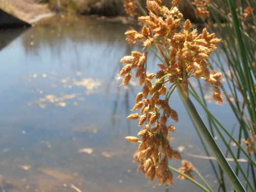 Schoenoplectus tabernaemontani iNat (1)