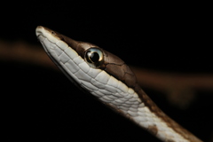Brown Vinesnake photo 1