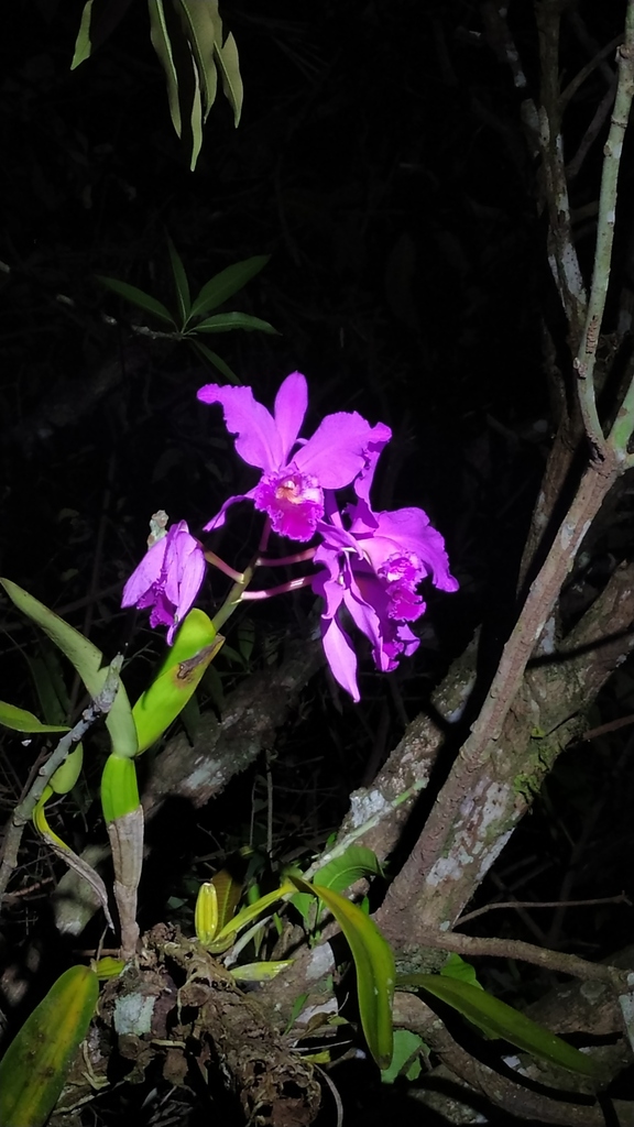 Cattleya orchid pseudobulbs and roots