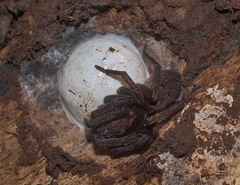 Uliodon albopunctatus