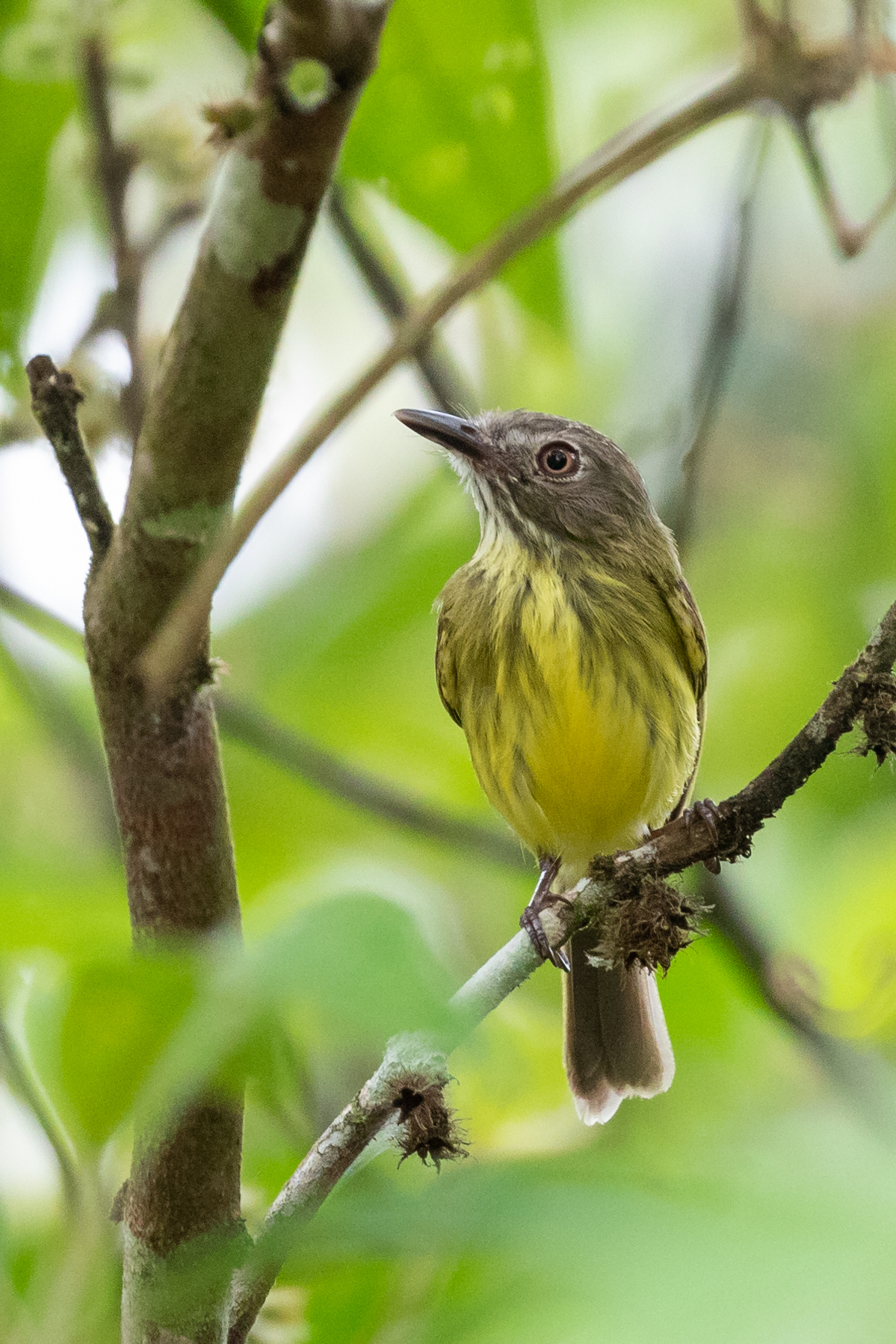 Stripe-necked Tody-Tyrant (Hemitriccus striaticollis), photo 6