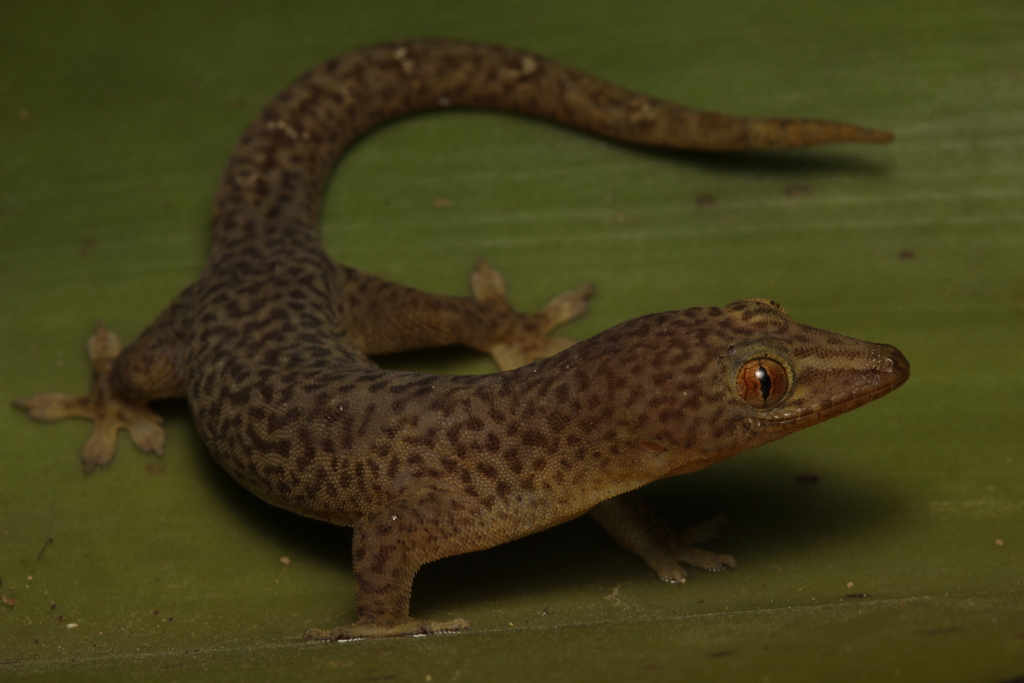 Bogert's Gecko