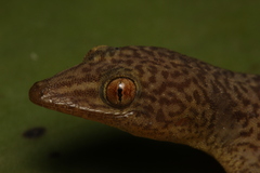 Bogert's Gecko photo 4