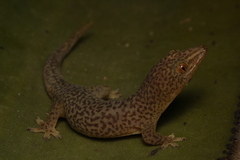 Bogert's Gecko photo 5