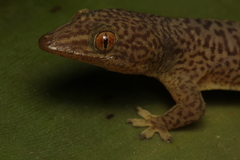 Bogert's Gecko photo 3