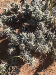 Grusonia clavata