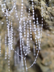 Arachnocampa luminosa