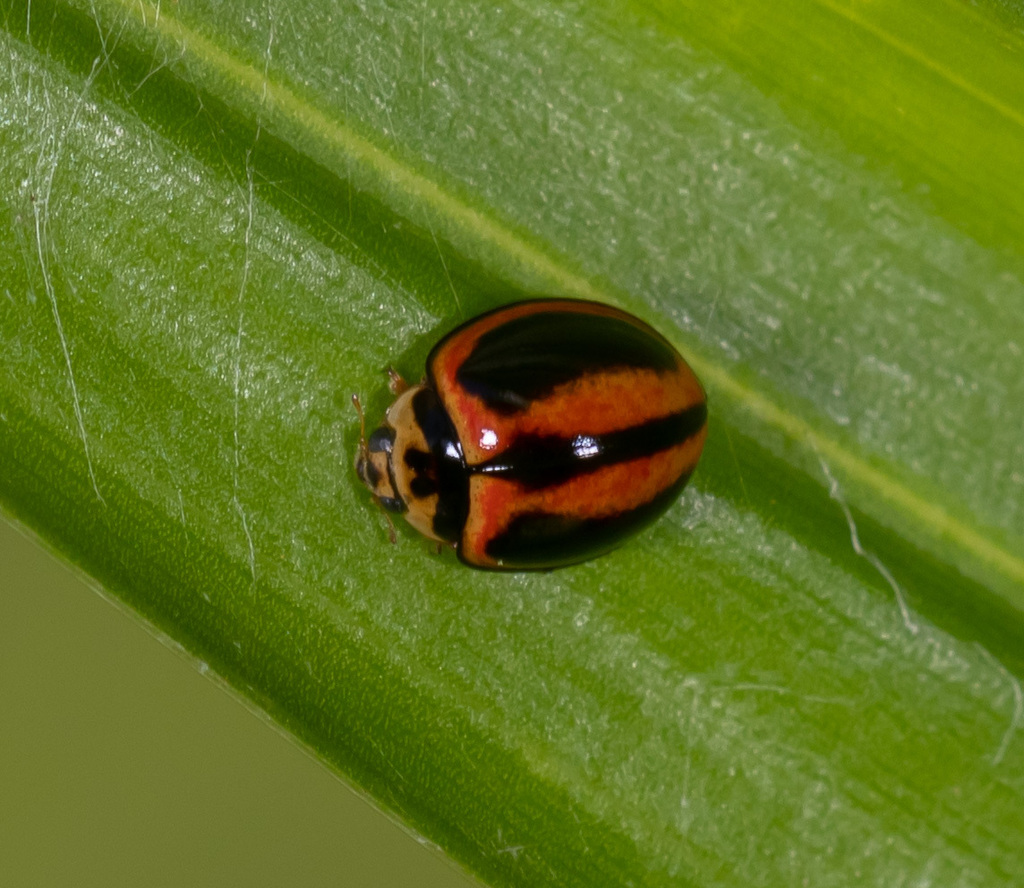 Micraspis lineata