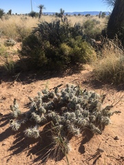 Grusonia clavata
