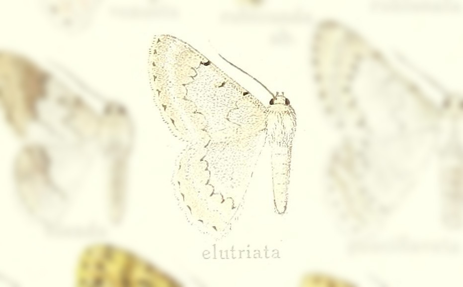Pingasa elutriata
